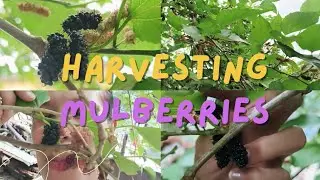 Satisfying HARVESTING MULBERRIES just at our backyard