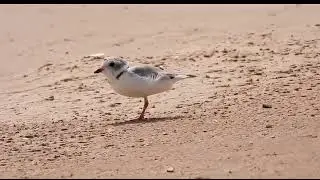 Pluvier siffleur - Charadrius melodus - Piping Plover