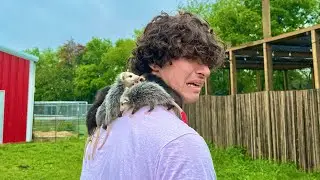 ВЫПУСКАЮ БОЛЕЕ 40 ОПОССУМОВ (затерянный эпизод Urban Rescue Ranch) *низкое качество по какой-то п...