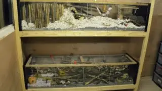 Animal shed tour, African rat tank tour and Gerbil tank tour.