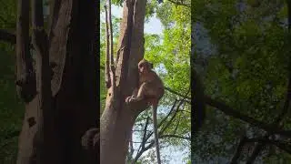#monkeytalk want to with my best friends