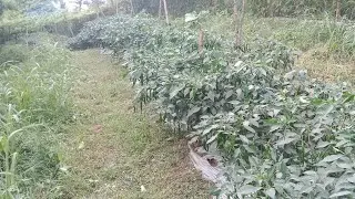 MULTIPLE CROPPING VS. INTERCROPPING