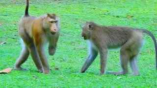 Wow Boom | Baby Monkey2024