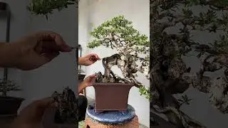 Perawatan kayu kering bonsai santigi