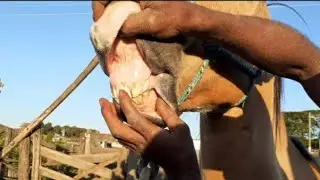 Idade do seu cavalo pelos dentes.