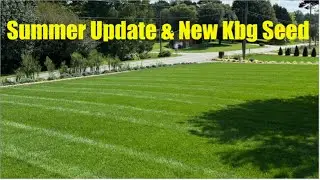 Fescue Lawn Summer Update And A New Kentucky Bluegrass Blend- APEX TWILIGHT!