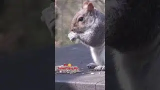 Hikers Help Adorable, Thirsty Squirrel!