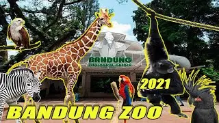 KEBUN BINATANG BANDUNG 2021 || bandung zoological garden ||