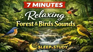 7 Minutes of Relaxing Forest & Birds Sounds for Sleep & Study