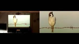 Wanne Roetemeijer - de Webapp Soortenkijker
