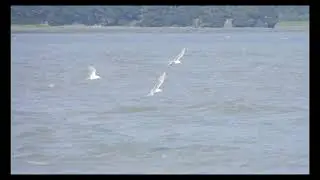 Seagull Chasing Fishing Boat   Resurrection Bay Campground Seward