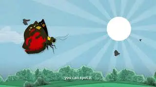 Scarlet Tiger Moth