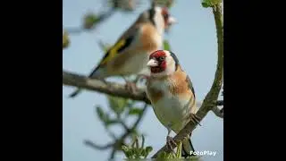 من اصفا نغمات سوريا لتدريس لحسون سرة نهرية
