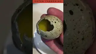What's Inside This Huge Coturnix Quail Egg? You've Never Seen This Before #shorts