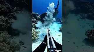 #gopro #spearfishing #fishing #scubadiving #fish
