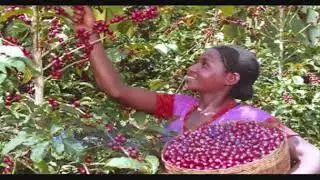 KOORETE NEW Ethiopia music   Habiboye   by Abddy