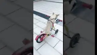 【Tik Tok】Funny dog ride children's bike