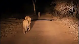 3 Kambula Male Lions on Patrol at Imbali Pride area | Mapogos Great Grandsons | 28 October 2025