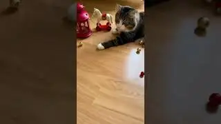 Cat Barsik 💛 Balls 🔴🌈 Reverse video Watch the magic unfold #reverse #cats #viral