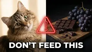 Stop! 🛑 5 Human Foods Your Cat Can Never Have 🚫🐱