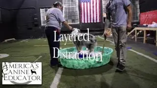 Confidence building in dogs - Dog Training with America's Canine Educator