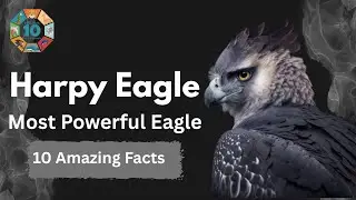 Harpy Eagle | 10 Amazing Facts About the World&rsquo;s Most Powerful Eagle | Zoologic10 |