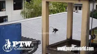 Wild Purple-Faced Langur Monkeys on the Roof +Jumping - Endangered Sri Lanka-Mirissa-Matara-Waligama