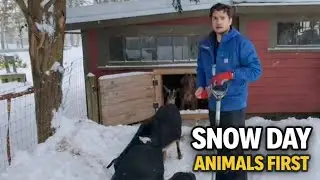 Snow Day After the Storm. Animals Come First on the Homestead.