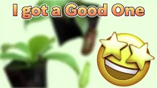 New Nepenthes Unboxing & Replanting @CarnivorousPlantGrowing