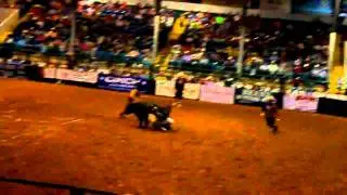 Scooter In Ardmore PBR w Josh Ballard - Bid Mini Bucking Bulls, Mini bucking Bull