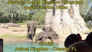 Disney's Animal Kingdom Kilimanjaro Safari On-Ride Video - 1/21/26