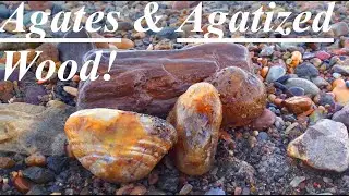 Gorgeous AGATIZED WOOD and MOSS AGATES! Late Autumn Riverbed Rock Hunt!