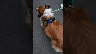 Copatchy Dog Harness for Small Dogs Fast Review