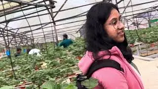 Strawberry farm Cameron Highlands