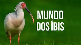 O Fascinante Mundo dos &Iacute;bis: Esp&eacute;cies Singulares e Impressionantes 🔎