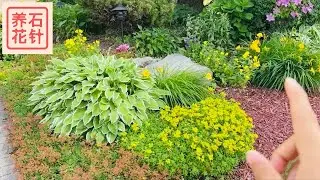 前院小花坛 - 简洁、有层次的植物组合 - 景天、玉簪、灌木 - 低维护、有季节变化
