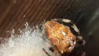 Araneus diadematus female constructs egg sack