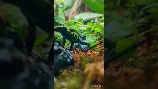 DART FROG EATING FLIES.Music: aimeMusician:Rook1e#nature #ambientmusic#peacefulnoise #academicfocus