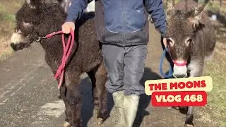 Disabled Baby Donkey&rsquo;s First Time in the Field With His Mum