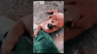 Emotional dog 🥹 sad video street dog need help 🥺🥺🥺🥺 #shorts #trending #streetdog #whatsappstatus
