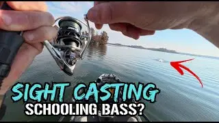 Sight Fishing Fall Bass With Swimbaits - How Many Can I Catch?