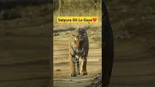 Satpura Tiger Reserve took my heart away #shorts #tiger #wildlife