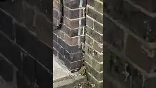 Garden Toad | UK | 🇬🇧 #shorts