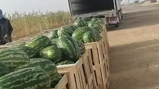 مغاربة ينعشون الفلاحة الموريتانية