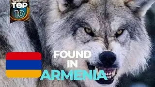 ARMENIA TOP 10 ANIMALS @mypinkyskin