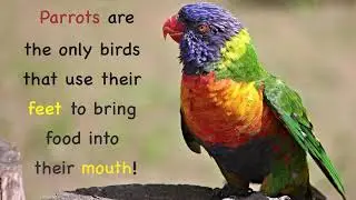 Science Facts  - Birds & Insects- Animal Facts  About Butterflies, Parrots,Owls