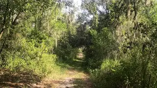 Florida Nature Walk: Sydney Dover Trail Park Hike POV