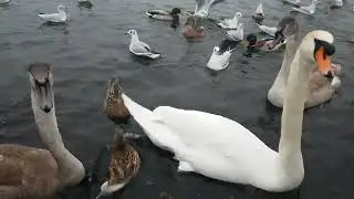 🇮🇪☘MUTE SWAN FAMILY🦢CYGNETS🐥MALLARD DUCKS🦆GULLS🕊KINNEGO MARINA IRELAND🇮🇪#cute💓Subscribe🙏🏻LIKE🙏🏻#swan