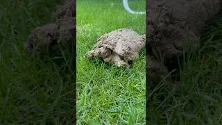 How a Dirty Turtle Becomes Clean #turtle #transformation #cleanliness #water #nature #ecofriendly