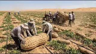 They Planted Peanuts in a Burning Desert&hellip; What Grew Next Left the World Speechless 😱🌱